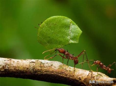 為什麼螞蟻會突然出現 竹稱